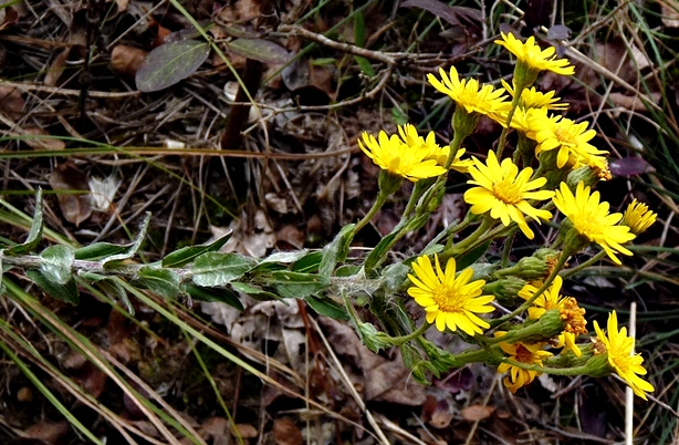 {Chrysopsis mariana}